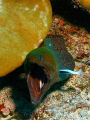   Screaming loud Giant moray eel getting his gills cleaned cleaning wrasse. Canon XSi Ikelite housing strobes. wrasse strobes  